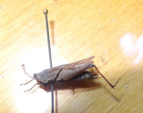 Réf. 227 464 : Tetrix subulata